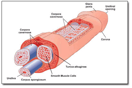 Muscles In Penis 102