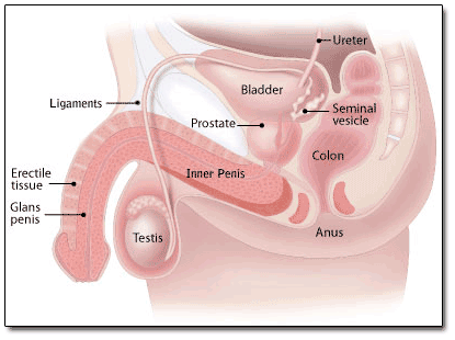 Extending the Ligaments